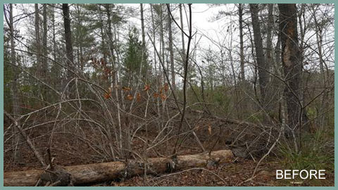Wild Vegetation before Georgia Earth Services