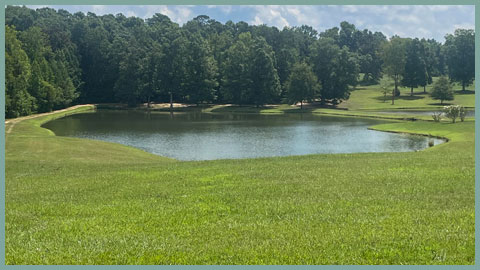 Wild Vegetation before Georgia Earth Services