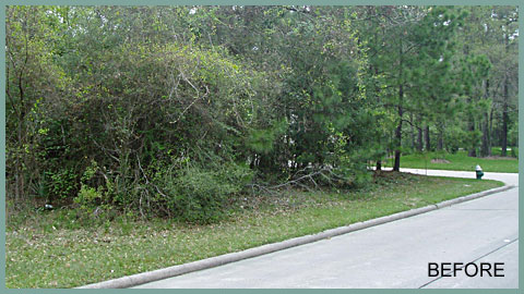 Unusable Bush Area Before Georgia Earth Services